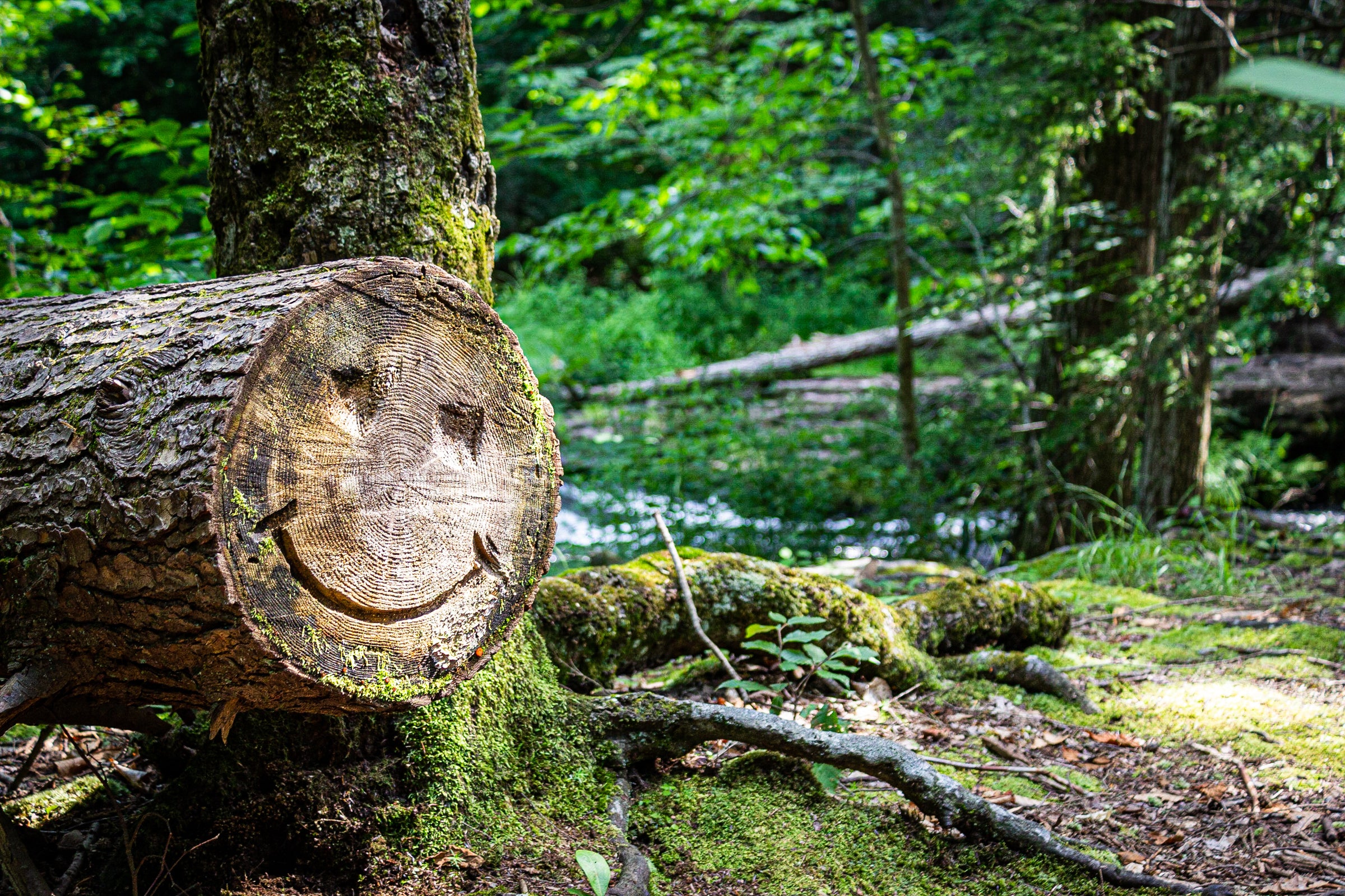 Happy Smiling Smiley Face Carved into Tree on Hiking Trail in Pennsylvania PA while on Hiking Trail Exploring and Finding New Things to Do Outdoors and in Nature Promoting Healthy Lifestyle and Mental Health
